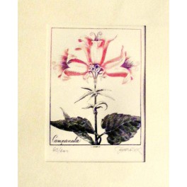 Campanula